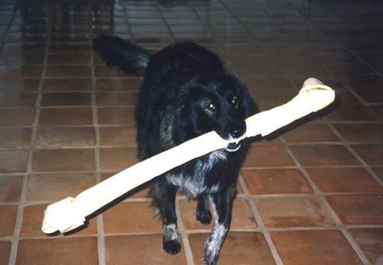 large rawhide dog bones